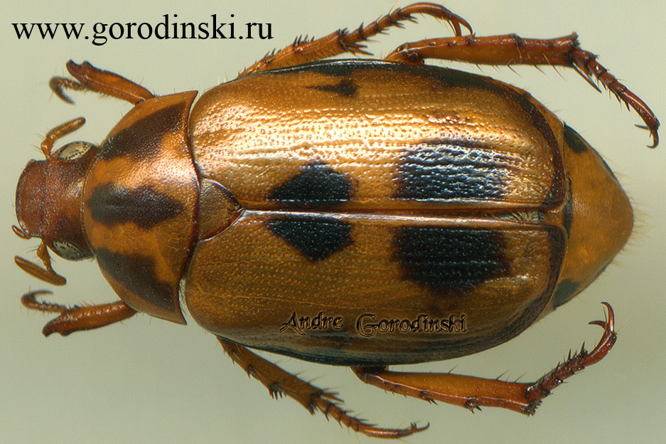 http://www.gorodinski.ru/scarabs/Anomala trivirgata.jpg